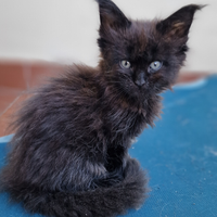 Cuccioli di maine coon