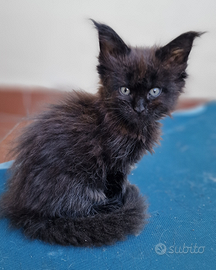 Cuccioli di maine coon