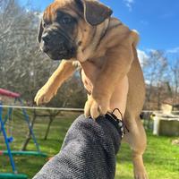 Cuccioli mix bulldog francese e pitbull