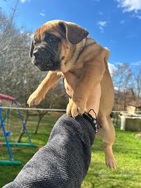 Cuccioli mix bulldog francese e pitbull