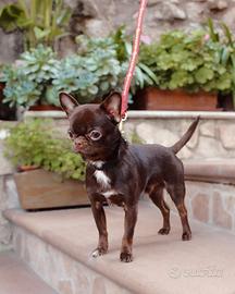 Chihuahua disponibile per accoppiamento
