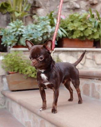 Chihuahua disponibile per accoppiamento