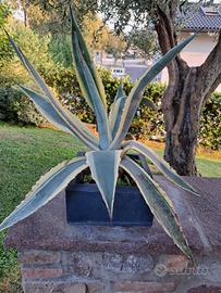 AGAVE AMERICANA VARIEGATA