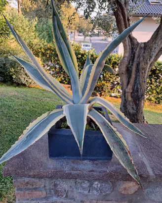 AGAVE AMERICANA VARIEGATA