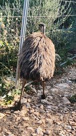 Femmina adulta emù