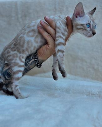 Gatto bengala cucciolo
