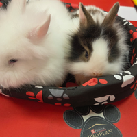 Coniglio nano angora