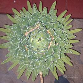 agave regina vittoria 