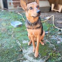 Lupa 1 anno taglia medio contenuta dolcissima