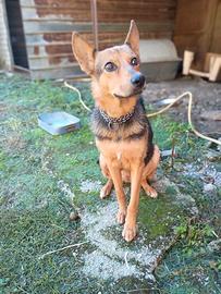 Lupa 1 anno taglia medio contenuta dolcissima