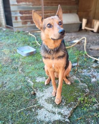 Lupa 1 anno taglia medio contenuta dolcissima