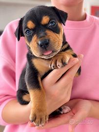 Pitbull cuccioli Tricolor