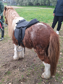 Minj pony