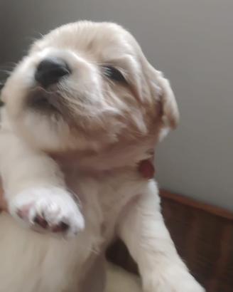 Maltese
