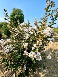 Lagerstroemia Nivea