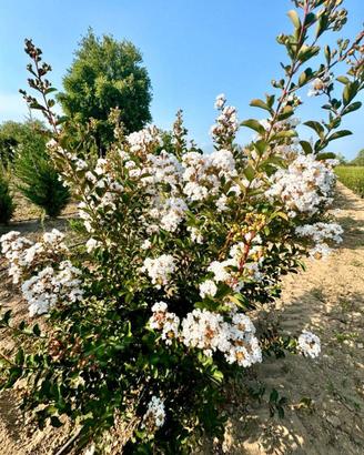 Lagerstroemia Nivea