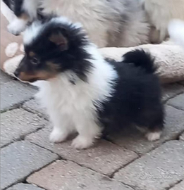 Pastore shetland il mini lassie in miniatura