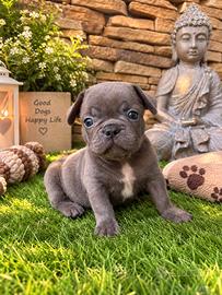 Bulldog francese