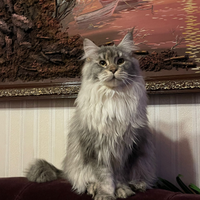 Maine Coon taglia xxl