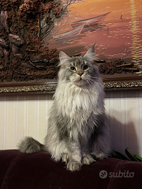 Maine Coon taglia xxl