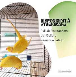 Parrocchetto dal collare