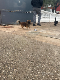 Gio chihuahua pechinese mini toy