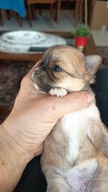 Chihuahua con pedigree