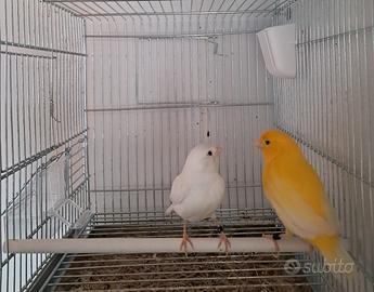 Coppie di canarini + gabbie da cova