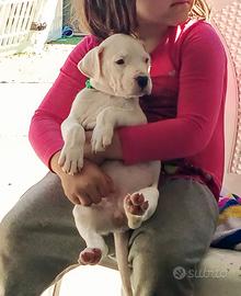 Cuccioli di Dogo Argentino