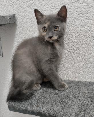 Gattini