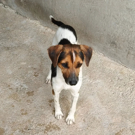 Roxy e Bel, Taglia piccola in adozione gratuita