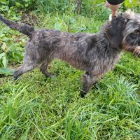 Cucciolona di Drahthaar