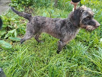 Cucciolona di Drahthaar