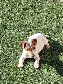 Cane Jack russell