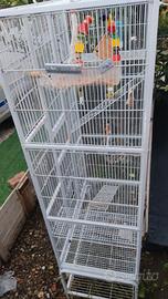 voliera gabbia  uccelli pappagalli volatili