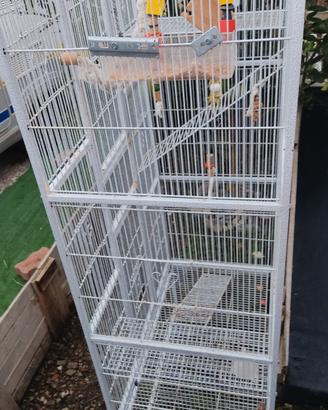 voliera gabbia  uccelli pappagalli volatili