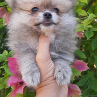 Cuccioli spitz pomerania nano