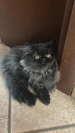 Gattina persiana normotipo