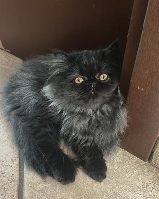 Gattina persiana normotipo