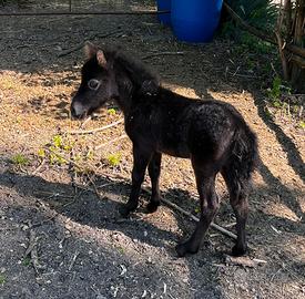 Pony e mini asinelli
