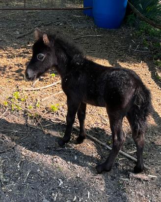 Pony e mini asinelli
