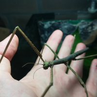 Insetti stecco - fasmidi