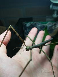 Insetti stecco - fasmidi