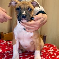 Cuccioli di Amstaff con Pedigree ENCI