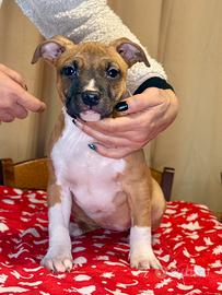Cuccioli di Amstaff con Pedigree ENCI
