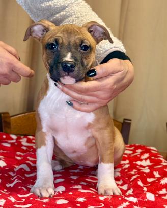 Cuccioli di Amstaff con Pedigree ENCI
