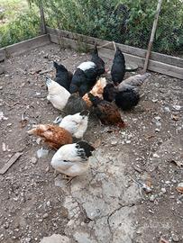 Galline sussex