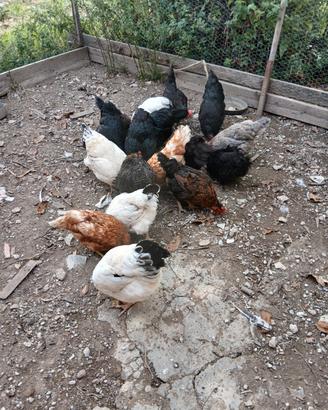 Galline sussex