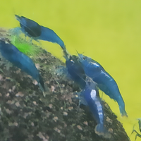 Caridine Blue Dream selezionate