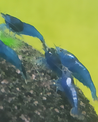 Caridine Blue Dream selezionate